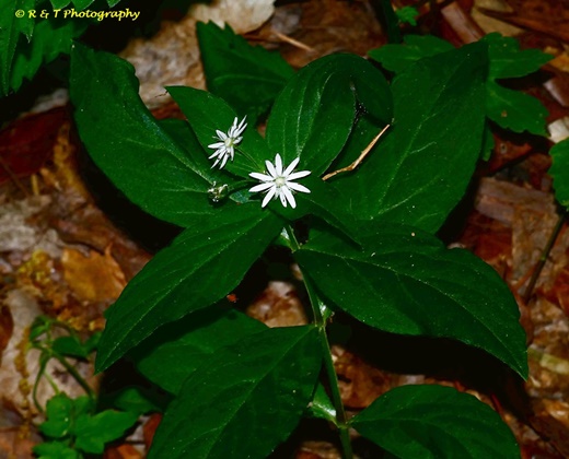 {Stellaria pubera}